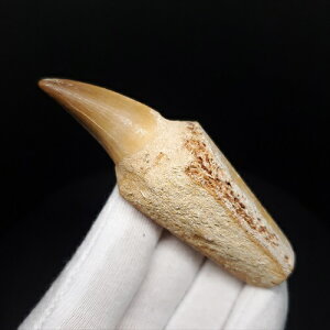 yzyTTEX///z t TTEX   { bRY 78.67mm v[g Mtg mos139