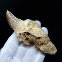 楽天市場】モササウルスの歯の通販