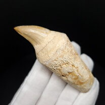 楽天市場】マンモス 牙（化石｜標本・化石）：ホビーの通販