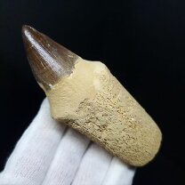 楽天市場】モササウルス 化石の通販