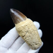 楽天市場】モササウルスの歯の通販