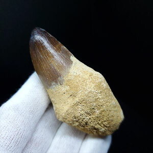 yzyTTEX///zt TTEX   { bRY 70.87mm v[g Mtg mos29