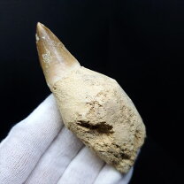 楽天市場】恐竜 爪 化石の通販