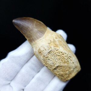 yzyTTEX///zt TTEX   { bRY 78.78mm v[g Mtg mos50