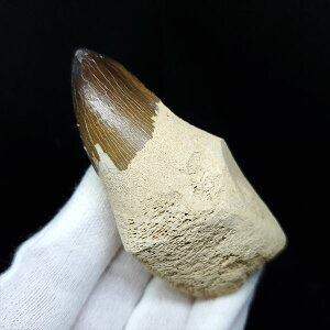 yzyTTEX///zɏ t TTEX   { bRY 70.39mm v[g Mtg mos62