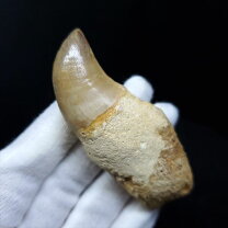 楽天市場】モササウルス 歯 化石（ホビー）の通販