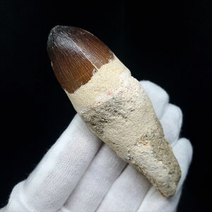 yzyTTEX///z t TTEX   { bRY 86.17mm v[g Mtg mos78