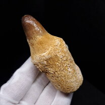 楽天市場】マンモス 牙（化石｜標本・化石）：ホビーの通販