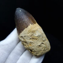 楽天市場】ティラノサウルス 歯 化石の通販