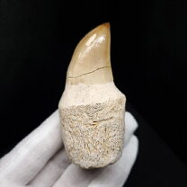 楽天市場】モササウルスの歯の通販