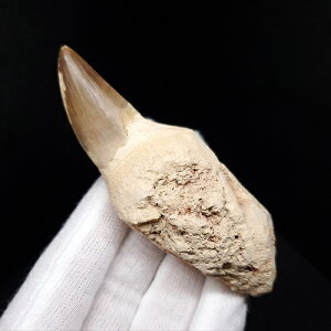 yzyTTEX///z ɏ t TTEX   { bRY 83.07mm v[g Mtg mos95