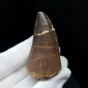 yzyTTEX///z TTEX   { bRY 51.15mm v[g Mtg mo586