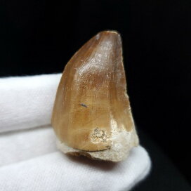 楽天市場】 モササウルスの化石 : 化石専門店LOLO