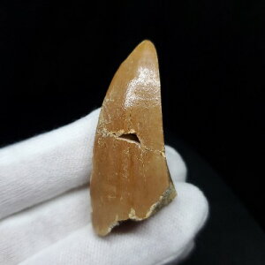 yzyTTEX///z TTEX   { bRY 49.94mm v[g Mtg mo589