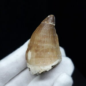 yzyTTEX///zTTEX   { bRY 41.15mm v[g Mtg mo609