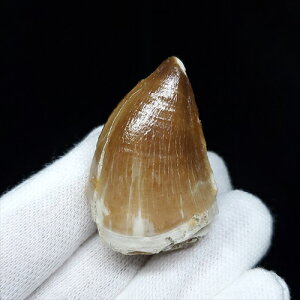 yzyTTEX///zTTEX   { bRY 37mm v[g Mtg mo621