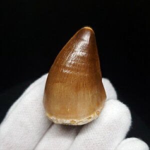 yzyTTEX///zɏ TTEX   { bRY 35.69mm v[g Mtg mo652