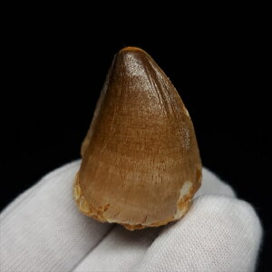 yzyTTEX///z TTEX   { bRY 31.13mm v[g Mtg mo683
