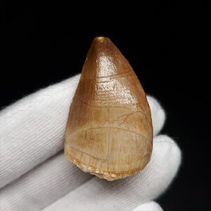 yzyTTEX///z TTEX   { bRY 32.71mm v[g Mtg mo685