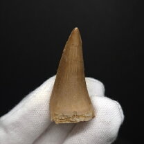 楽天市場】モササウルス 化石の通販