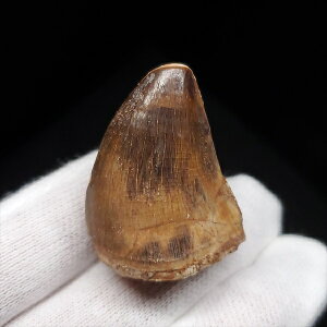 yzyTTEX///z ɏ TTEX   { bRY 31.18mm v[g Mtg mo670