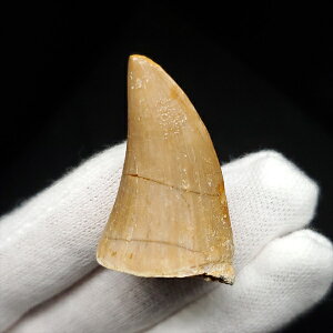 yzyTTEX///z TTEX   { bRY 35.20mm v[g Mtg mo672