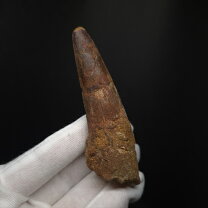 楽天市場】化石 スピノサウルスの通販