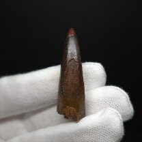 楽天市場】化石 スピノサウルスの通販