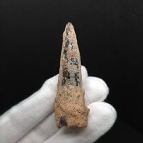 楽天市場】ティラノサウルス 歯 化石の通販