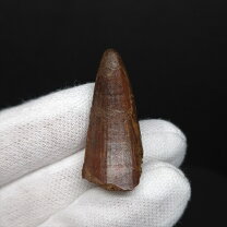 楽天市場】化石 スピノサウルスの通販
