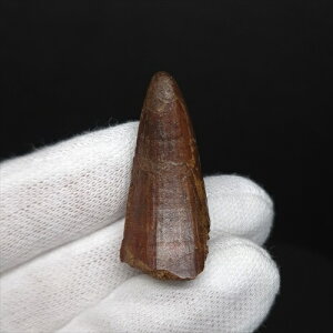 yzyXsmTEX///zXsmTEX { bRY 32.68mm v[g Mtg sp503