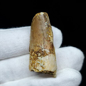 yzyXsmTEX///zXsmTEX { bRY 37.03mm v[g Mtg sp125
