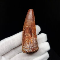 楽天市場】ティラノサウルス 歯 化石の通販