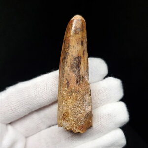 yzyXsmTEX///zXsmTEX { bRY 58.21mm v[g Mtg sp463