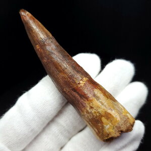 yzyXsmTEX///zɏ XsmTEX { bRY 80.31mm P[Xt v[g Mtg sp269