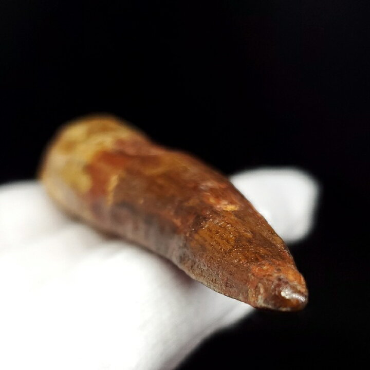 楽天市場】【送料無料】【スピノサウルス/化石/歯/恐竜】極上  