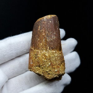 yzyXsmTEX///zXsmTEX { bRY 53.10mm v[g Mtg sp192