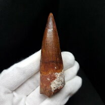 楽天市場】スピノサウルス 歯 化石の通販