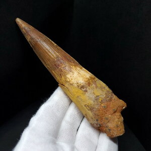 yzyXsmTEX///zɏ XsmTEX { bRY 114.19mm P[Xt v[g Mtg sp426