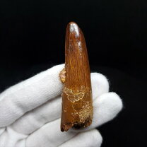 楽天市場】ティラノサウルス 歯 化石の通販