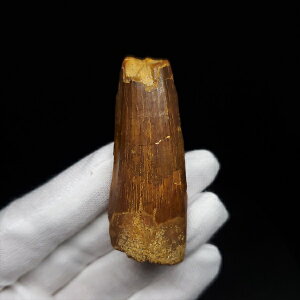 yzyXsmTEX///zXsmTEX { bRY 52.91mm v[g Mtg sp470