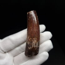 楽天市場】スピノサウルス 化石 歯 おすすめの通販