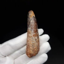 楽天市場】化石 スピノサウルスの通販