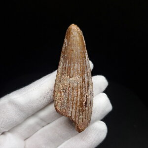 yzyXsmTEX///zXsmTEX { bRY 57.77mm v[g Mtg sp478