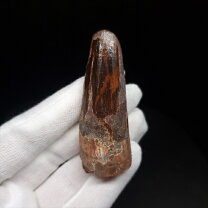 楽天市場】スピノサウルス スケルトンの通販
