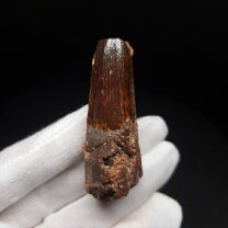 楽天市場】スピノサウルス スケルトンの通販