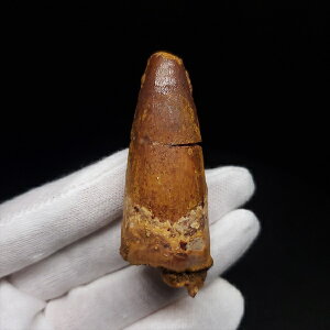 yzyXsmTEX///zXsmTEX { bRY 58.08mm v[g Mtg sp483