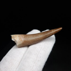 yzyvVITEX///z vVITEX   { bRY 44.63mm P[Xt v[g Mtg pr129