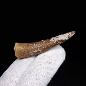 yzyvVITEX///z vVITEX   { bRY 47.30mm P[Xt v[g Mtg pr130