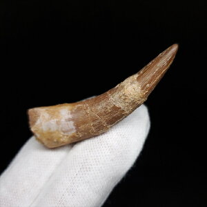 yzyvVITEX///z vVITEX   { bRY 54.37mm P[Xt v[g Mtg pr141